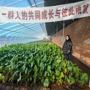 太原晋源区爱农农场：种植有妙招 蔬菜迎丰收
