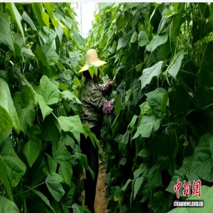 （乡村行·看振兴）小豆角变“金豆豆”拉动晋北小山村产业振兴