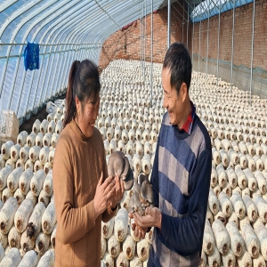 太原晋源区爱农农场：小平菇撑起大产业